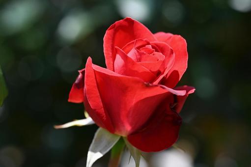 前橋バラ園で撮った赤い薔薇 前橋バラ園で撮った赤い薔薇の写真