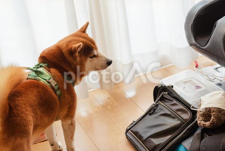 撫でてほしくておじいちゃんを見つめる柴犬 柴犬,しばいぬ,日本犬の写真素材