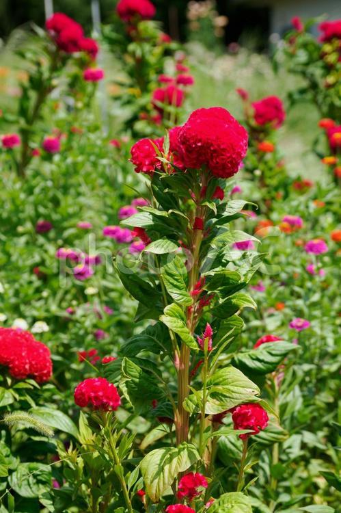 ケイトウ⒀ 花,ケイトウ,植物の写真素材
