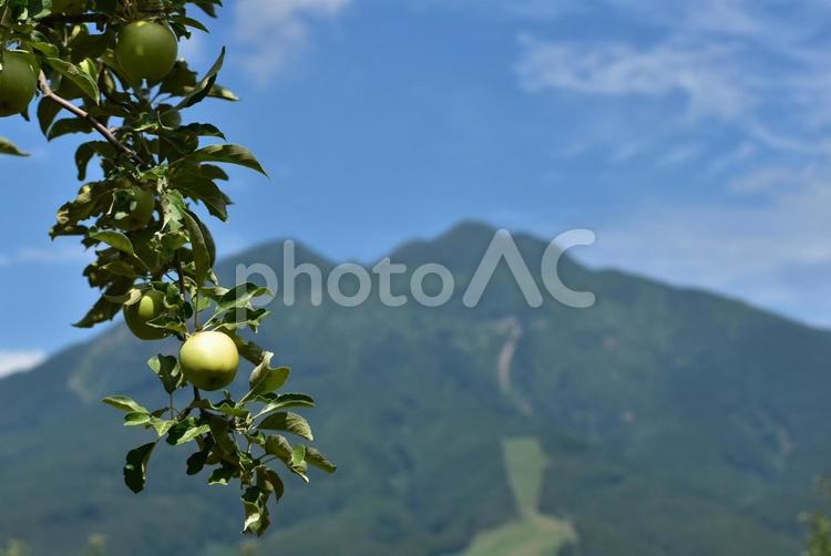 青いリンゴと岩木山　夏の青森 岩木山,津軽富士,鳥海山の写真素材