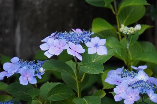 あじさい あじさいの写真