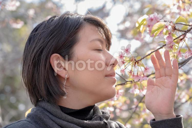 桜の匂いを嗅ぐ女性(その６) 桜,日本人,女性の写真素材