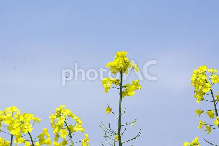黄色く染まった北国の絶景 菜の花畑,旅行,夏の写真素材