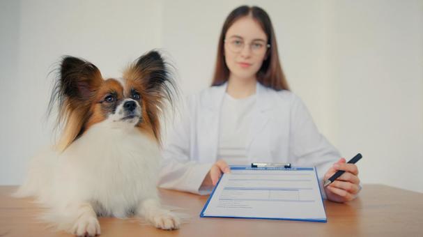 ペットの記入用紙を書き込む女性 医療,予防,医者の写真素材