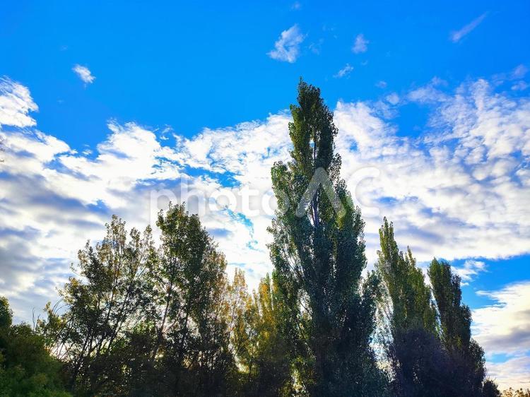 秋空と木々 秋空,秋,自然の写真素材