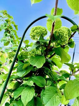 アジサイの写真