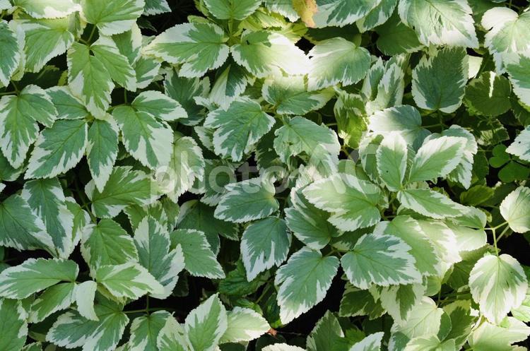 木漏れ日あたるグリーン① 葉,自然,植物の写真素材