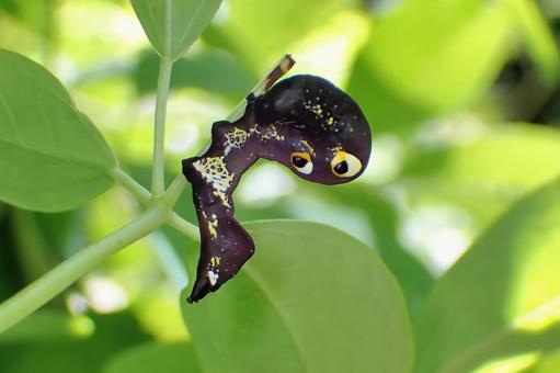 アケビコノハの幼虫 アケビコノハの幼虫の写真