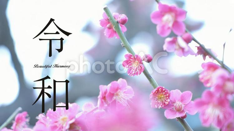 新元号「令和」梅の背景	 公園,木,緑の写真素材