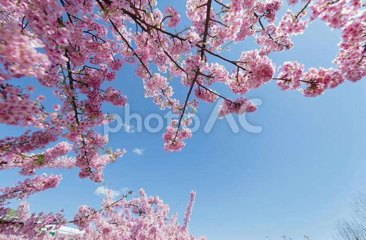 青空の下で見上げる桜 河津桜,春,青空の写真素材