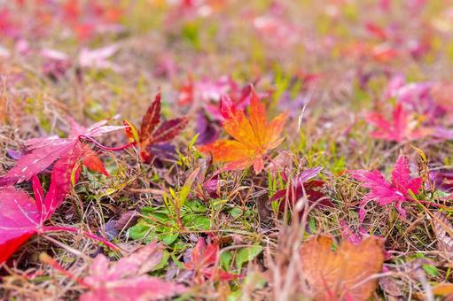 キラキラカラフルで美しいもみじの落ち葉 落ち葉,カラフル,紅葉の写真素材