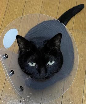 猫用エリザベスカラーをつけお座りする黒猫 猫用エリザベスカラーをつけお座りする黒猫の写真
