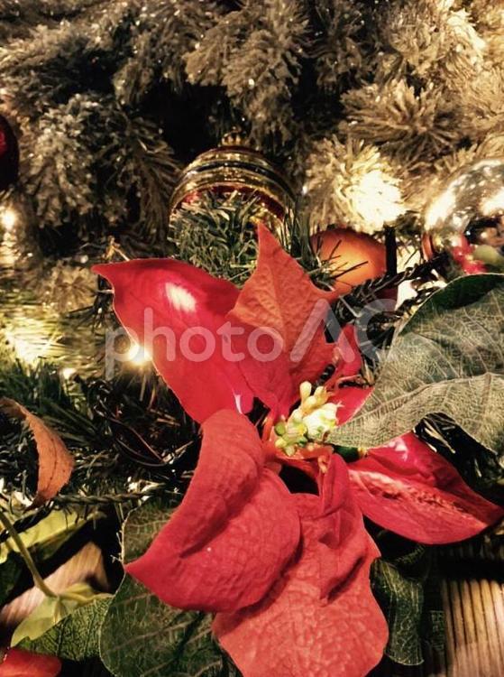 クリスマスツリーとポインセチア クリスマスツリー,ポインセチア,クリスマスの写真素材