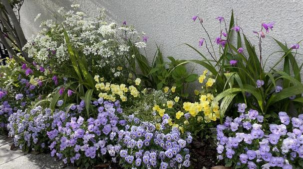 ガーデニングの花② 花,植物,鮮やかの写真素材