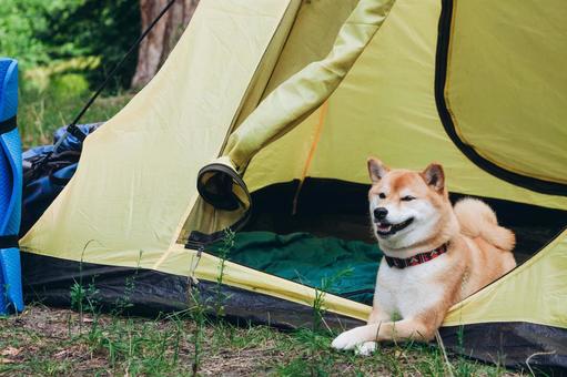 芝生の上で伏せる犬の写真