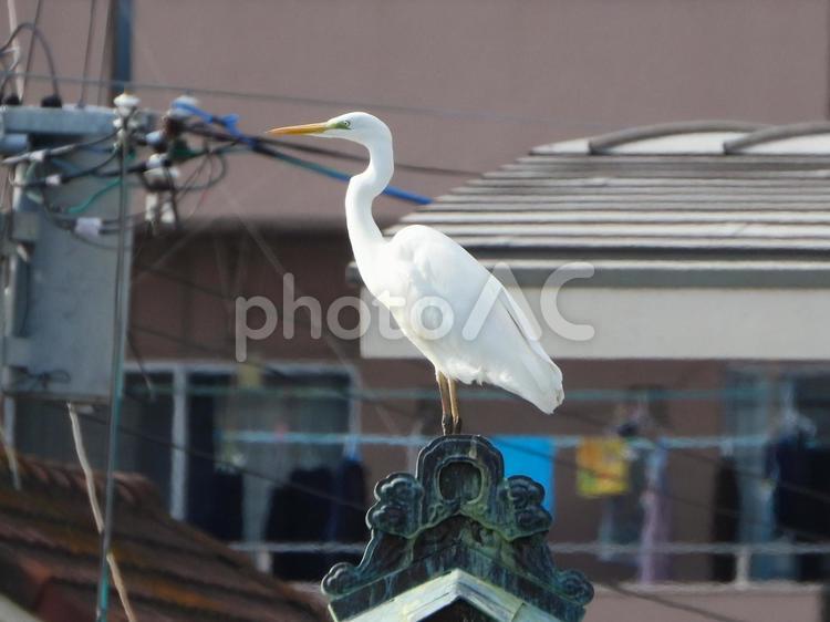 民家の屋根の上のダイサギ2 ダイサギ,鳥,鳥類の写真素材