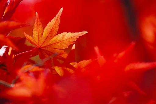 紅葉 紅葉 紅葉,もみじ,秋の写真素材