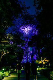 【シンガポール】ガーデンズバイザベイ シンガポール,ガーデンズバイザベイ,ガーデンの写真素材