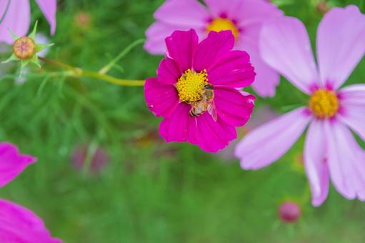 ピンクコスモスとミツバチ ピンクコスモスとミツバチ コスモス,花,ピンクの写真素材