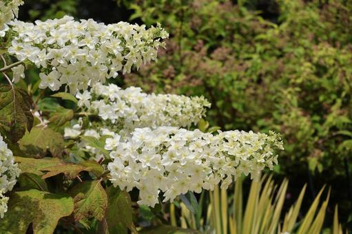 白いカシワバアジサイの花 白いカシワバアジサイの花の写真