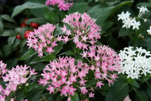 ペンタス Pentas ペンタス Pentasの写真