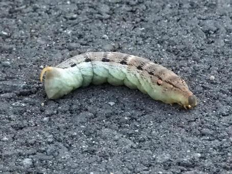 道路を這う幼虫の写真