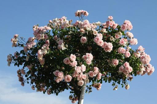 バラの花束 バラの花束の写真
