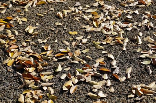 落ち葉 黄葉,落ち葉,秋の写真素材