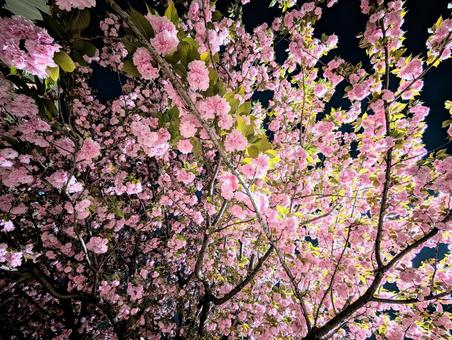 Photo, cherry trees at evening, sakura, cherry blossoms, 