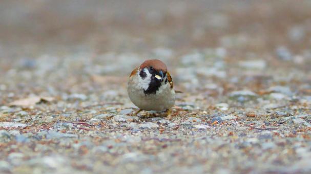 何かをくわえる親スズメ 野鳥,小鳥,スズメの写真素材