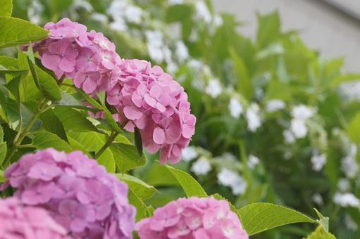 紫陽花 紫陽花の写真