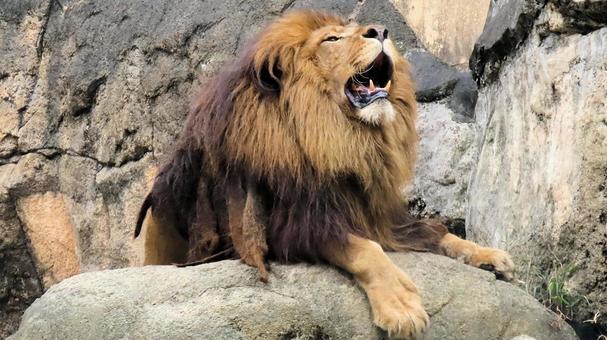 Photo, lion, king of monsters, beast, 