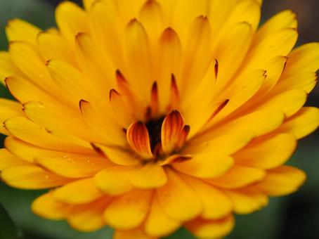 綺麗なオレンジの花 綺麗なオレンジの花の写真
