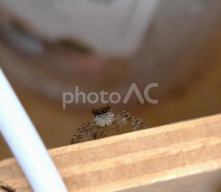 きゅりん（ミスジハエトリ） ミスジハエトリ,蜘蛛,虫の写真素材