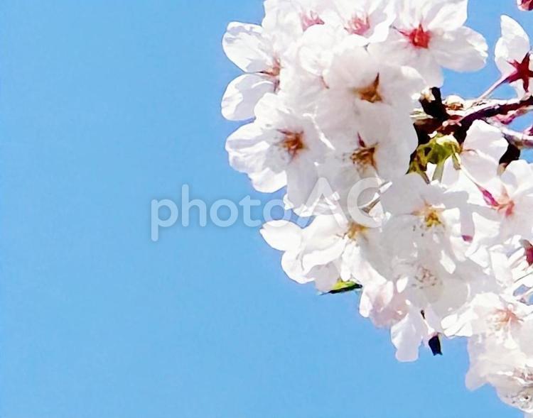 青空と桜 桜,青空,空の写真素材