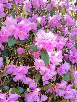 赤城自然園の花 群馬県渋川市 赤城自然園の花 群馬県渋川市の写真