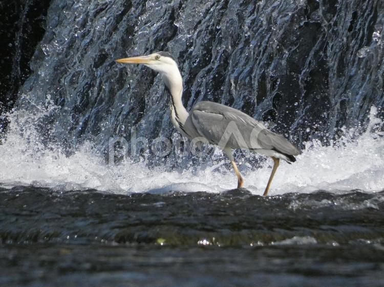 魚を呑み込んだアオサギ 鳥,野鳥,アオサギの写真素材