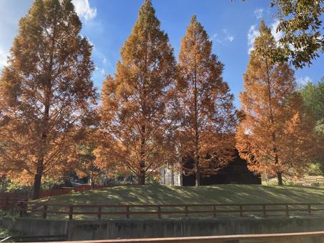 秋色 木,秋の色,オレンジの写真素材