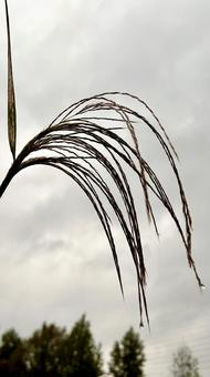 雨滴るススキ 雨粒,ススキ,秋の写真素材