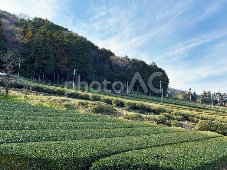 そよ風吹く茶畑 空,茶畑,青空の写真素材