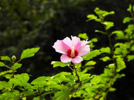 ピンク色のムクゲの花 ピンク色のムクゲの花の写真