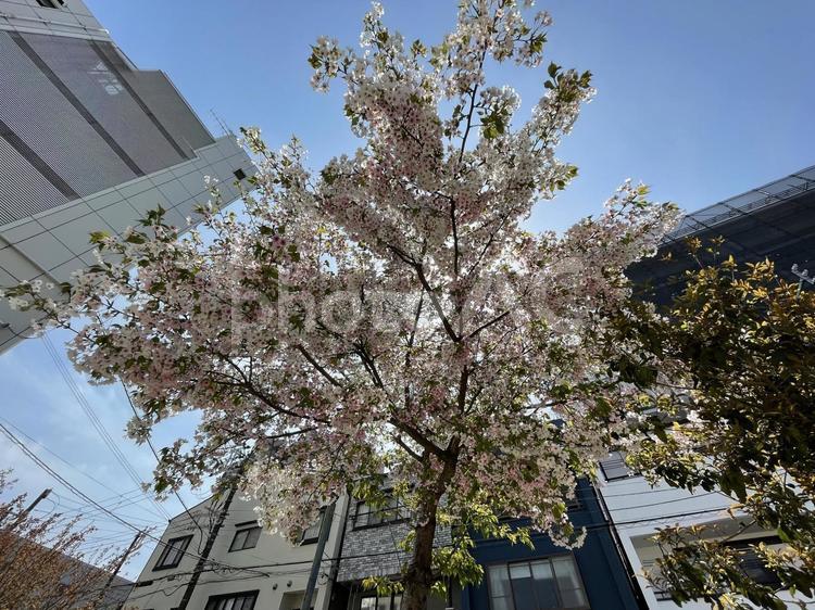 下から見た桜 桜,空,木の写真素材
