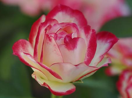 バラ園にてきれいな薔薇を撮りました バラ園にてきれいな薔薇を撮りました 花,薔薇,自然の写真素材