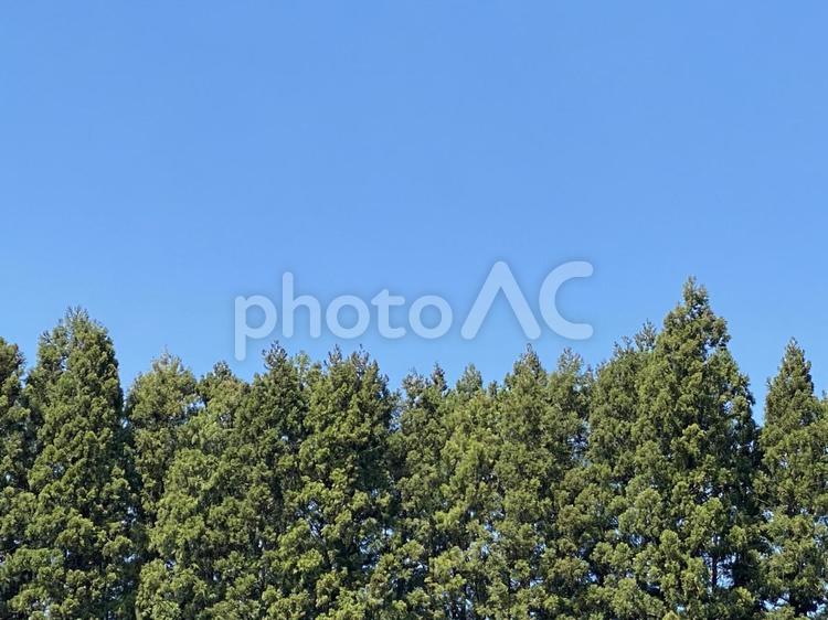 スギの木と青い空 空,木,自然の写真素材