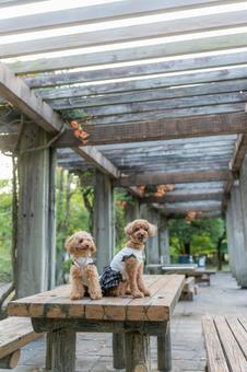 夏の公園で散歩するトイプードル 夏の公園で散歩するトイプードルの写真