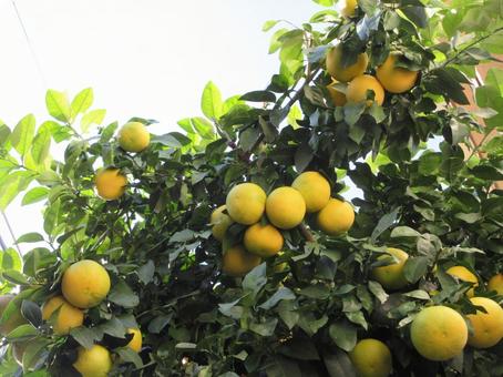 11月のグレープフルーツ  ００３ グレープフルーツ,果物,11月の写真素材