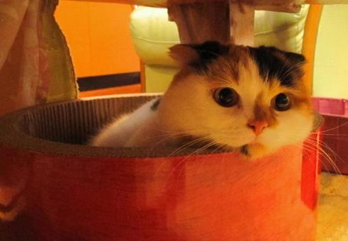 きゅるんとした目で見てる猫 きゅるんとした目で見てる猫の写真