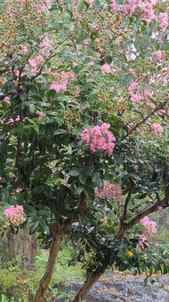 夏の日の雨2508 夏,サルスベリ,百日紅の写真素材