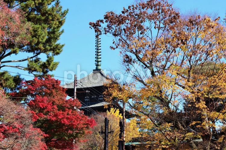 １１月下旬の奈良興福寺と紅葉 背景,興福寺,寺の写真素材