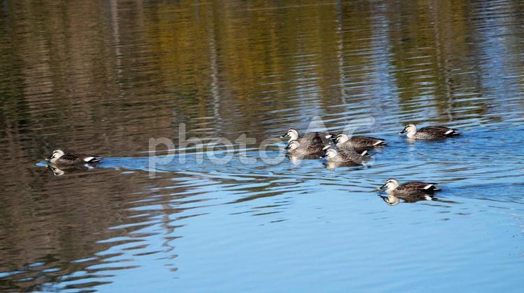 澄んだ青空を集団で行進するカルガモ カルガモ,鴨,留鳥の写真素材